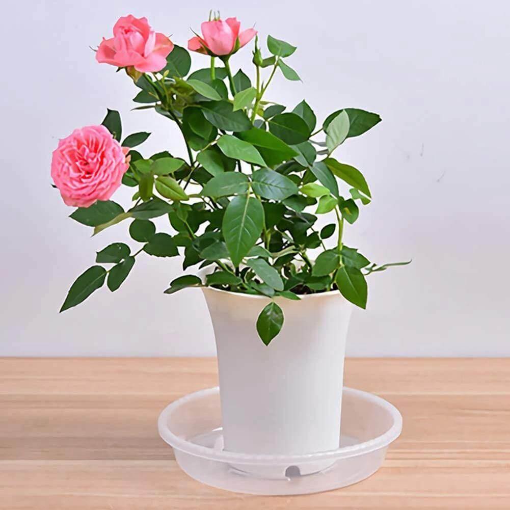 Floroux Ensemble de sous-verres transparents en plastique 10 pièces | Protection des plantes pour la maison et le jardin