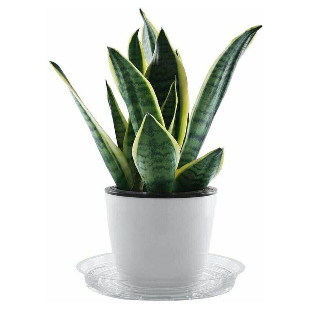 Floroux Ensemble de sous-verres transparents en plastique 10 pièces | Protection des plantes pour la maison et le jardin