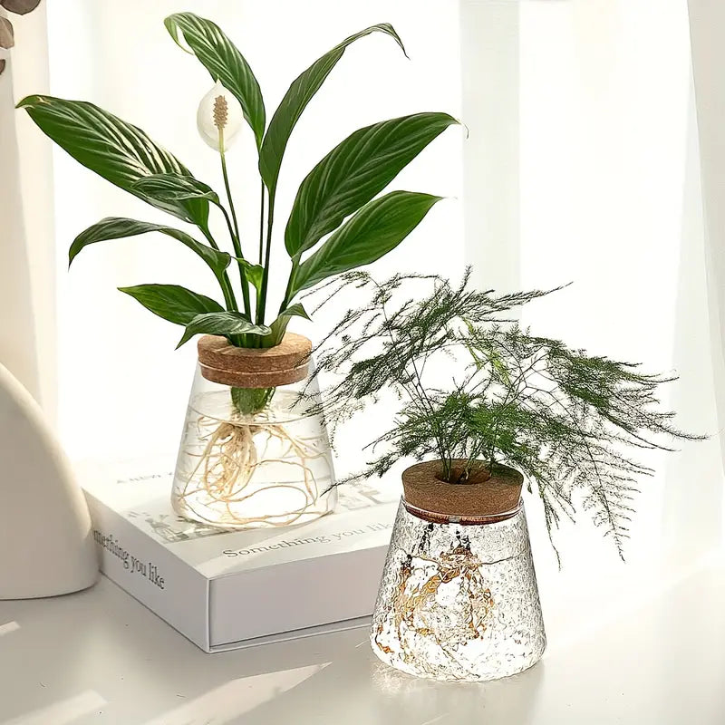 Alberic - Propagateur de plantes en verre écologique