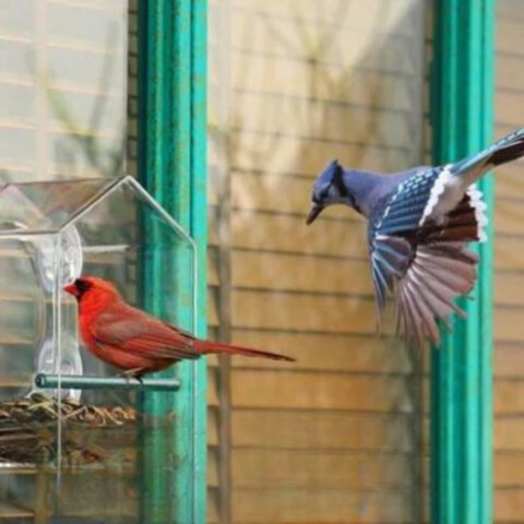 Floroux | Station de nourrissage pour oiseaux en acrylique transparent
