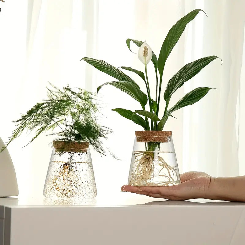 Alberic - Propagateur de plantes en verre écologique