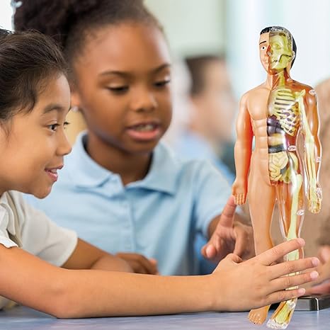 BioBuild – Modèle anatomique éducatif pour enfants