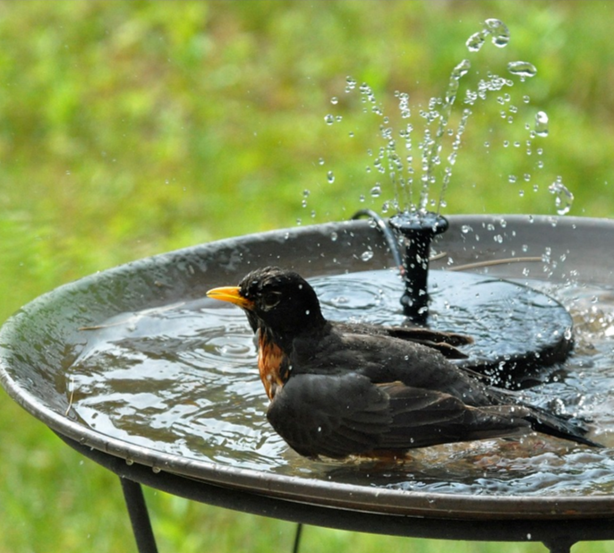 Flowbee – Fontaine solaire élégante pour les oiseaux de jardin