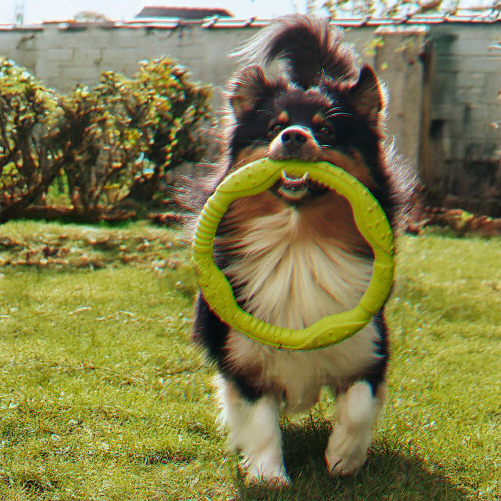 Anneau de guerre Jouet interactif pour chien durable, imperméable, léger et flexible