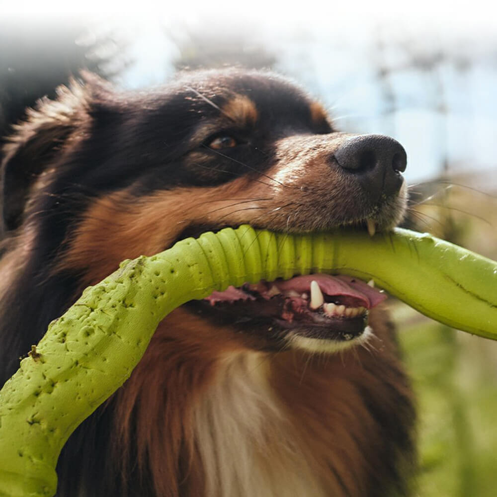 Anneau de guerre Jouet interactif pour chien durable, imperméable, léger et flexible