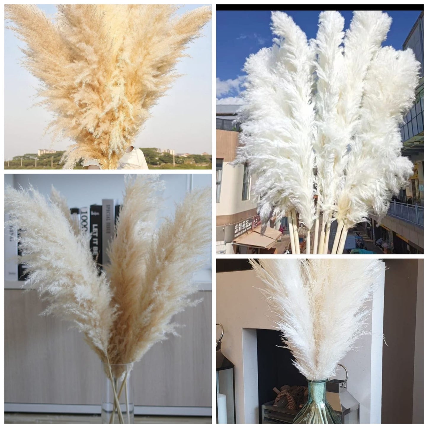 1,4 m Grande Herbe Pampas Fluffy