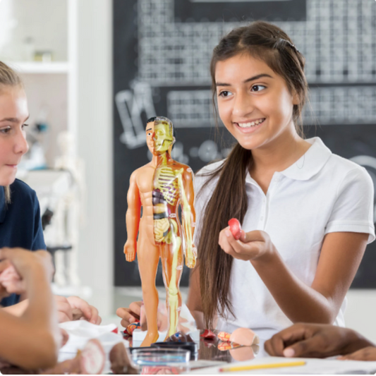 BioBuild – Modèle anatomique éducatif pour enfants