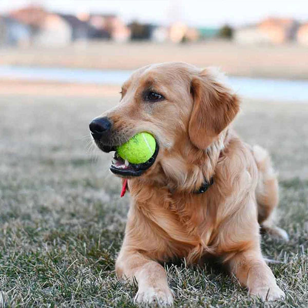 MeshMaster – Balles de tennis pratiques