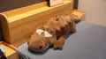 Floroux - Jouet en peluche crocodile mignon pour les enfants à câliner et à jouer