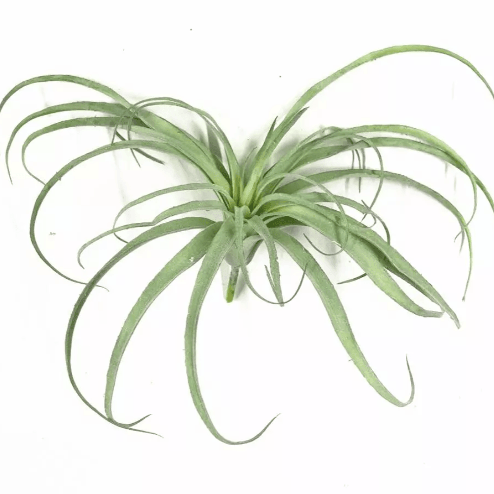 Floroux Artificial Air Plant | Low Maintenance | Decorative | Realistic Tillandsias for Home and Office