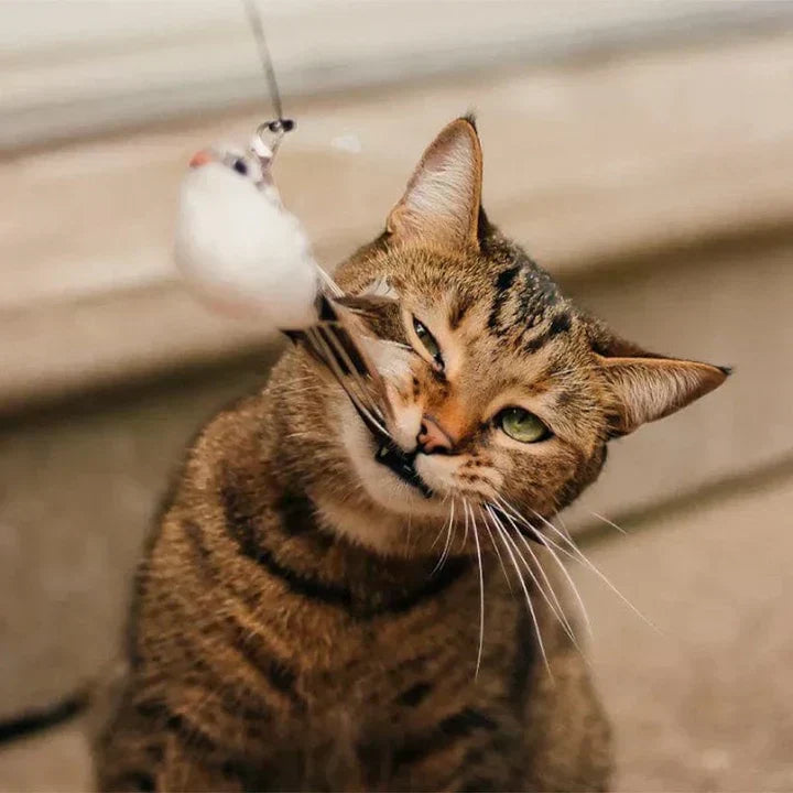 Temps de jeu naturel - Oiseau interactif pour chats