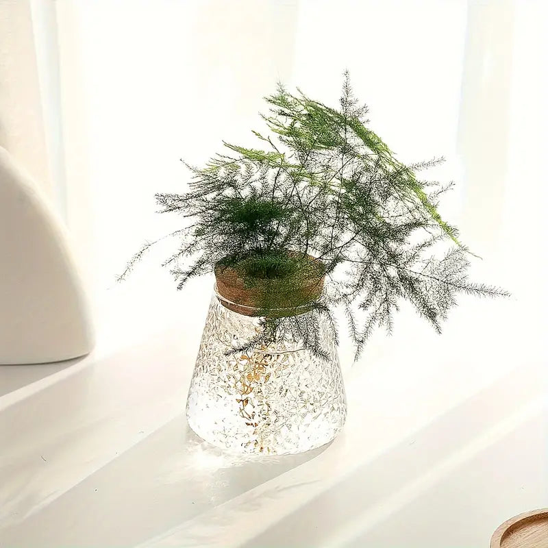Alberic - Propagateur de plantes en verre écologique