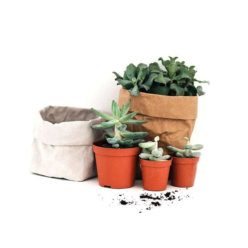 Floroux Planting Bag | Waterproof & Durable | Paper Plant Bag | Eco-Friendly & Stylish