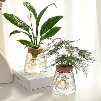 Alberic - Propagateur de plantes en verre écologique