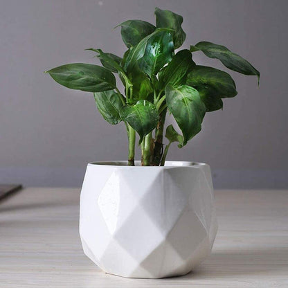 Diamond round ceramic succulent pots Floroux | Modern design | Multiple sizes
