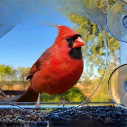 Floroux | Station de nourrissage pour oiseaux en acrylique transparent