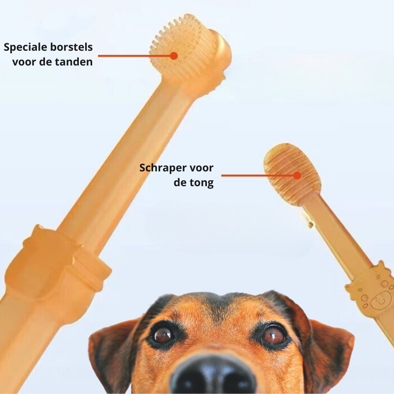 DoggyDent – Brosse à dents professionnelle pour chiens
