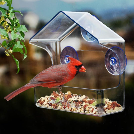 Floroux | Station de nourrissage pour oiseaux en acrylique transparent
