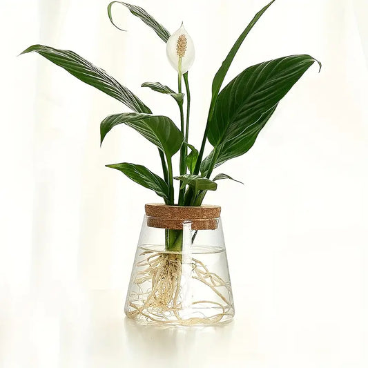 Alberic - Propagateur de plantes en verre écologique
