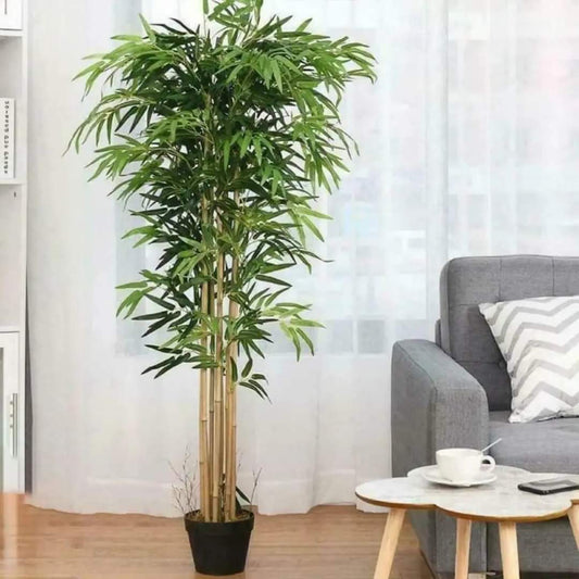 Véritable bambou plantes