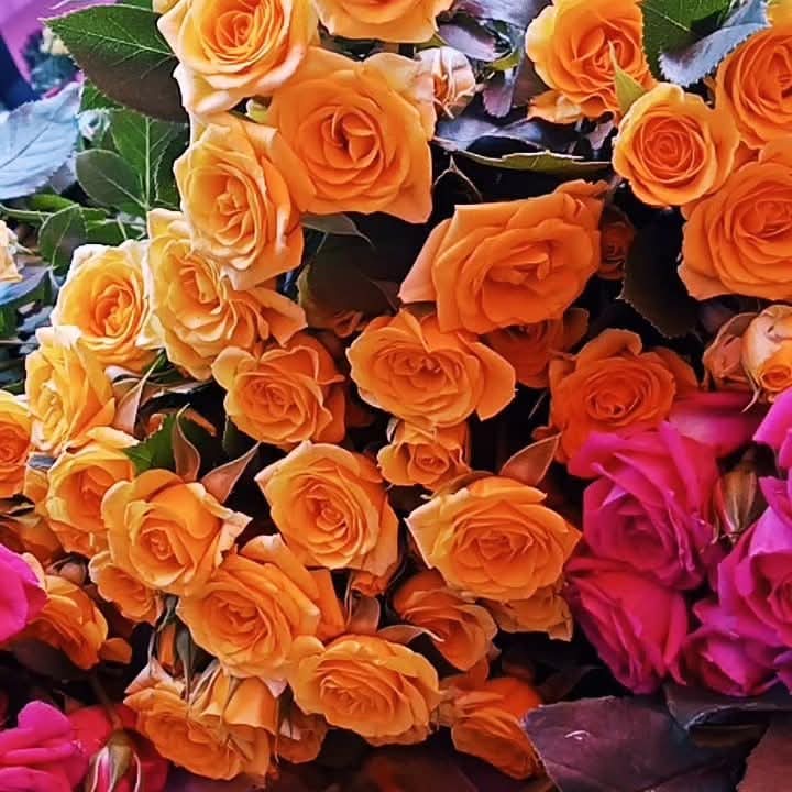 Fleurs fraîchement coupées roses fraîches cadeau