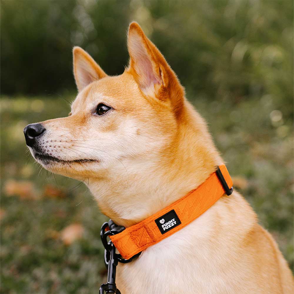 Collier pour chien durable en nylon ajustable Floroux - Flexi Walker