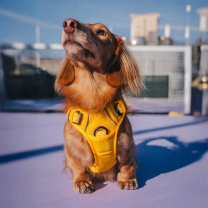 Floroux Harnais d'extérieur réglable et réfléchissant pour chien - Flexi Walker
