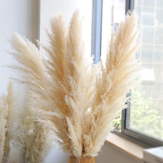 1,4 m Grande Herbe Pampas Fluffy