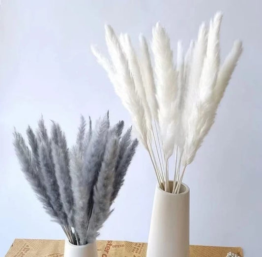 10pc Herbe de Pampas