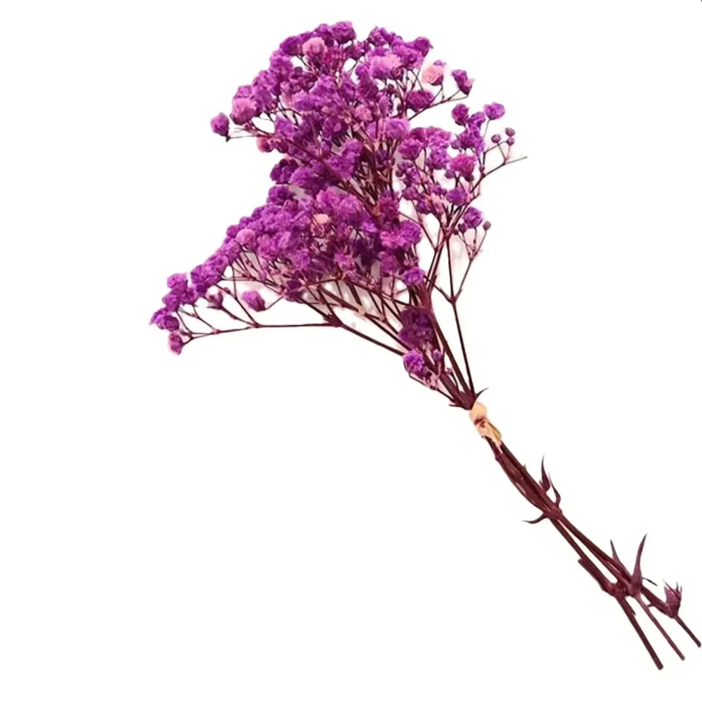 Floroux Dried Natural Gypsophila Flowers | Decorative Dried Flowers | Versatile Home & Event Decor