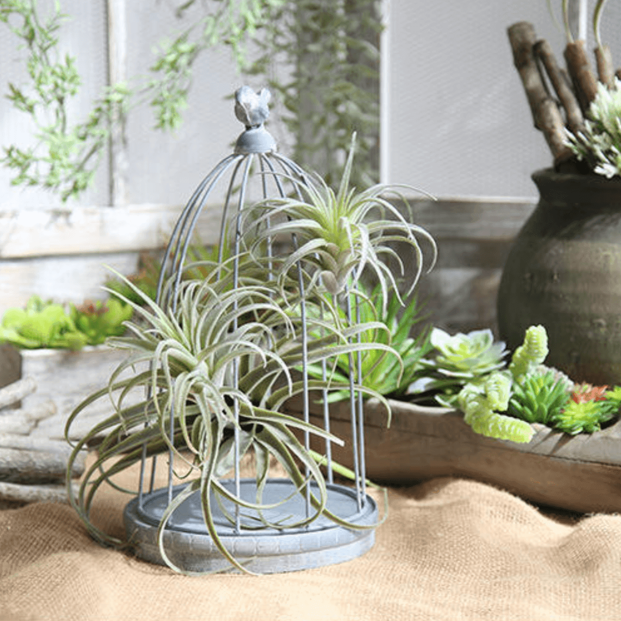 Floroux Artificial Air Plant | Low Maintenance | Decorative | Realistic Tillandsias for Home and Office