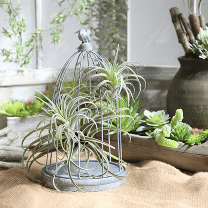 Floroux Artificial Air Plant | Low Maintenance | Decorative | Realistic Tillandsias for Home and Office