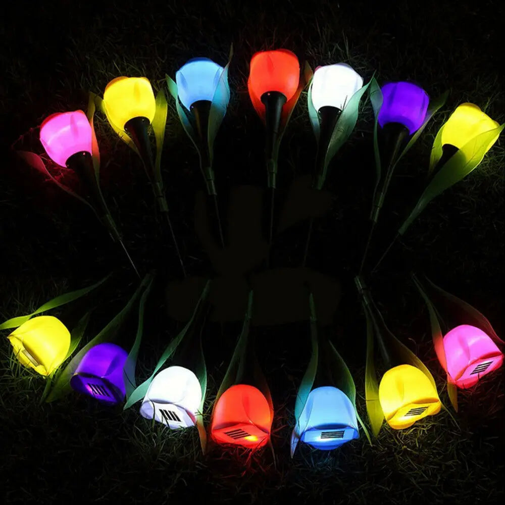Floroux - Lumières solaires tulipes éclatantes