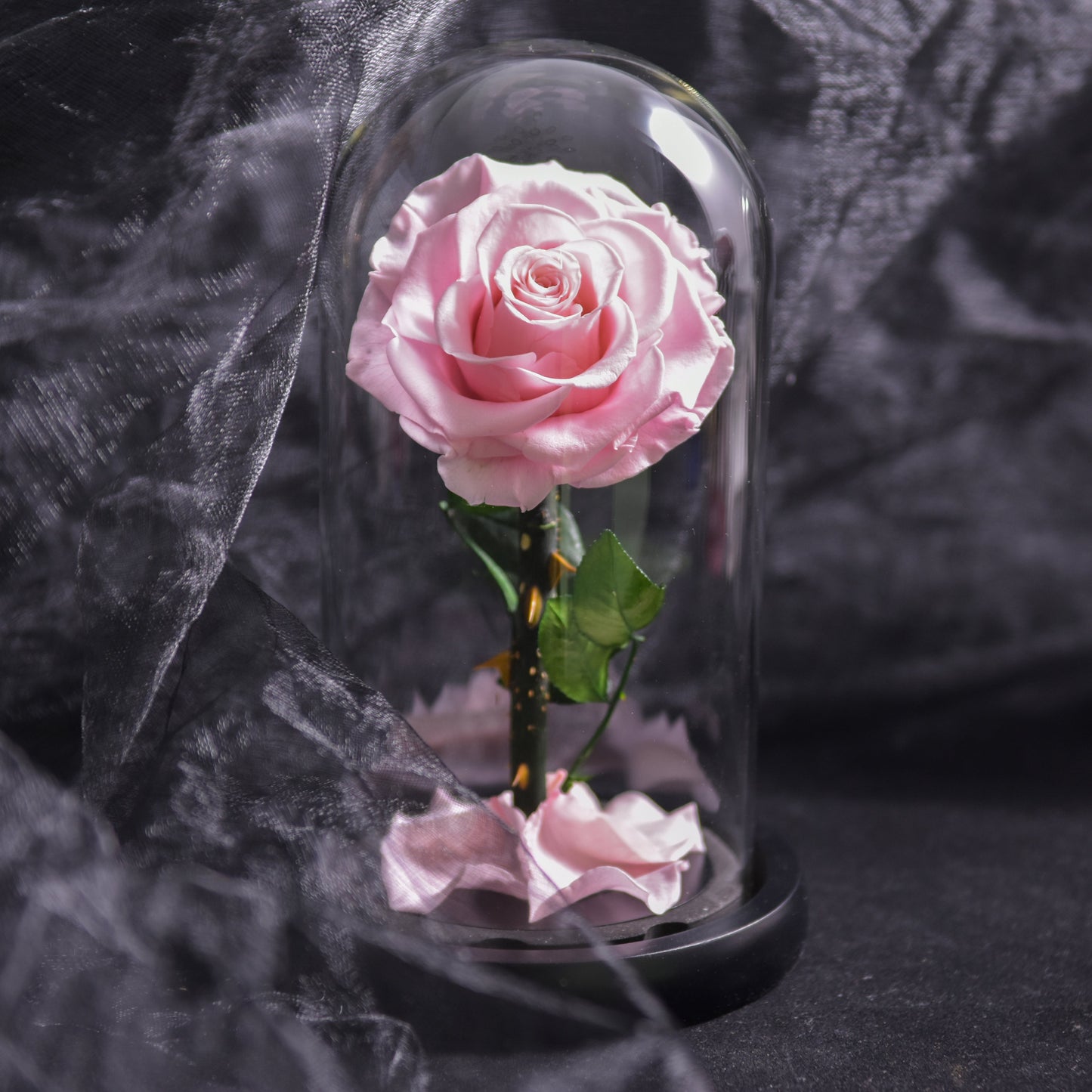 Floroux Eternal Rose in a Glass Dome | Timeless Decorative Rose | Elegant Gift for Any Occasion