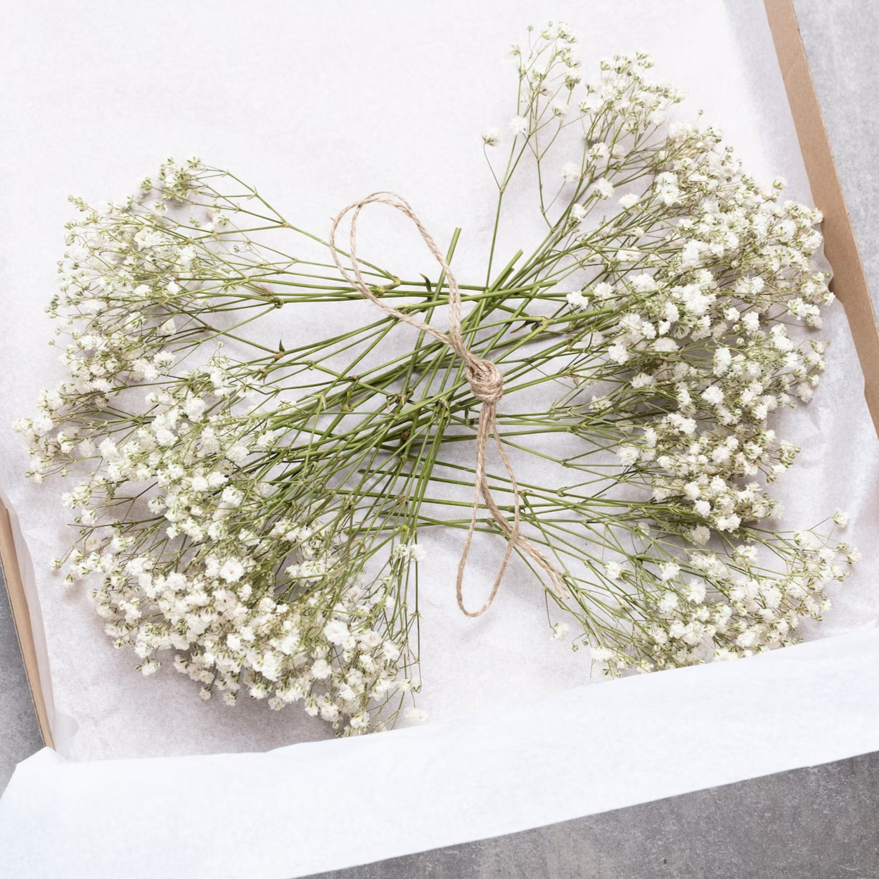 Floroux Dried Natural Gypsophila Flowers | Decorative Dried Flowers | Versatile Home & Event Decor
