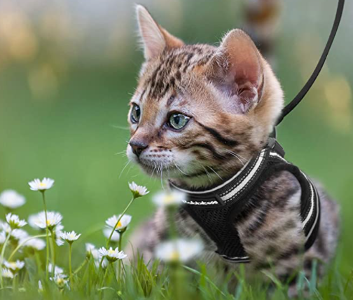 AdventureKit - Harnais Securisé pour Chats Aventuriers