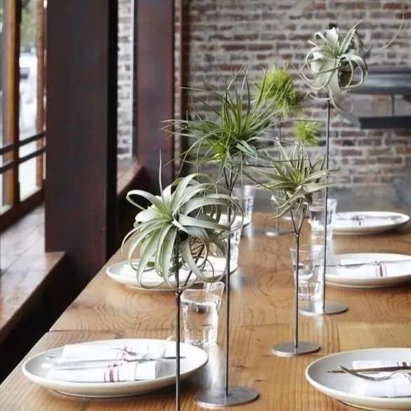 Floroux Artificial Air Plant | Low Maintenance | Decorative | Realistic Tillandsias for Home and Office