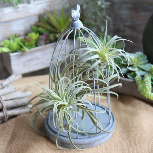 Floroux Artificial Air Plant | Low Maintenance | Decorative | Realistic Tillandsias for Home and Office