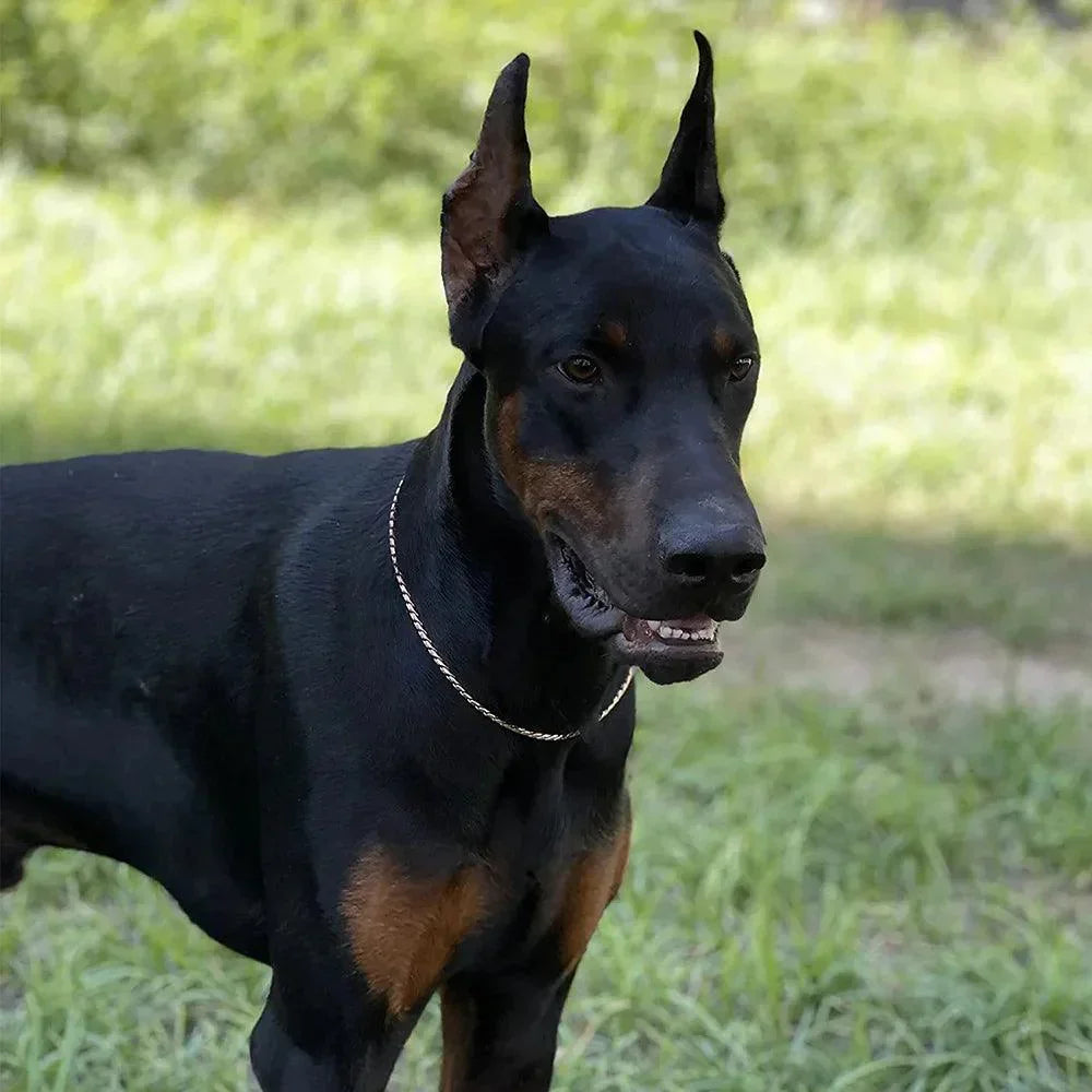 Collier de chien avec chaîne serpent, en acier inoxydable, chaînes en métal pour animaux de compagnie, collier d'entraînement pour exposition canine, collier pour chiot avec maillons cubains